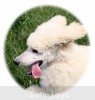 A photo of Prairieland Rock Me Babe, a white standard poodle