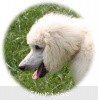 A photo of Prairieland Rock Me Babe, a white standard poodle