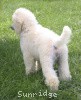 A photo of Prairieland Rock Me Babe, a white standard poodle