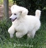 A photo of Prairieland Rock Me Babe, a white standard poodle