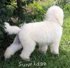 A photo of Prairieland Rock Me Babe, a white standard poodle