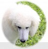 A photo of Prairieland Rock Me Babe, a white standard poodle