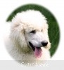 A photo of Prairieland Rock Me Babe, a white standard poodle