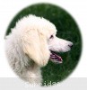 A photo of Prairieland Rock Me Babe, a white standard poodle