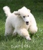 A photo of Prairieland Rock Me Babe, a white standard poodle