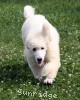 A photo of Prairieland Rock Me Babe, a white standard poodle