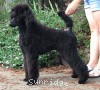 A photo of Brienwoods Impressive Leap, a black standard poodle