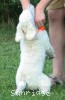 A photo of Masdo's Victor, a white standard poodle