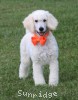 A photo of Masdo's Victor, a white standard poodle