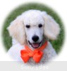 A photo of Masdo's Victor, a white standard poodle