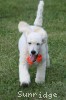 A photo of Masdo's Victor, a white standard poodle