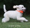 A photo of Masdo's Victor, a white standard poodle