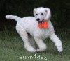 A photo of Masdo's Victor, a white standard poodle