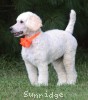 A photo of Masdo's Victor, a white standard poodle