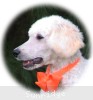 A photo of Masdo's Victor, a white standard poodle