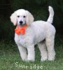 A photo of Masdo's Victor, a white standard poodle