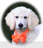 A photo of Masdo's Victor, a white standard poodle