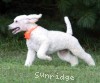 A photo of Masdo's Victor, a white standard poodle