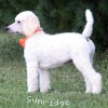 A photo of Masdo's Victor, a white standard poodle