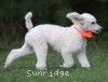 A photo of Masdo's Victor, a white standard poodle