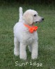 A photo of Masdo's Victor, a white standard poodle