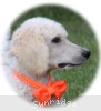 A photo of Masdo's Victor, a white standard poodle