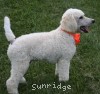 A photo of Masdo's Victor, a white standard poodle