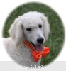 A photo of Masdo's Victor, a white standard poodle