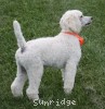 A photo of Masdo's Victor, a white standard poodle