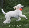 A photo of Masdo's Victor, a white standard poodle