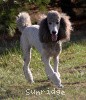 A photo of X. Twilight Princess, a silver standard poodle