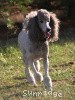 A photo of X. Twilight Princess, a silver standard poodle