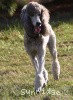 A photo of X. Twilight Princess, a silver standard poodle