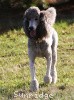 A photo of X. Twilight Princess, a silver standard poodle