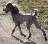 A photo of X. Twilight Princess, a silver standard poodle