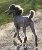 A photo of X. Twilight Princess, a silver standard poodle