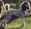 A photo of X. Twilight Princess, a silver standard poodle