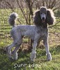 A photo of X. Twilight Princess, a silver standard poodle