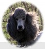 A photo of X. Twilight Princess, a silver standard poodle