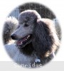 A photo of X. Twilight Princess, a silver standard poodle