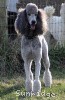 A picture of X. Twilight Princess, a silver standard poodle