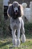 A photo of X. Twilight Princess, a silver standard poodle