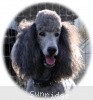 A photo of X. Twilight Princess, a silver standard poodle