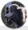 A photo of X. Twilight Princess, a silver standard poodle