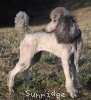 A photo of X. Twilight Princess, a silver standard poodle