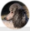 A photo of X. Twilight Princess, a silver standard poodle