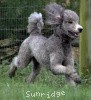 A photo of X. Twilight Princess, a silver standard poodle