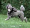 A photo of X. Twilight Princess, a silver standard poodle