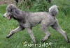 A photo of X. Twilight Princess, a silver standard poodle