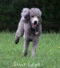 A photo of X. Twilight Princess, a silver standard poodle